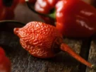 7 POT PRIMO