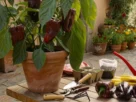 Como cultivar 7 Pot Douglah
