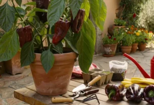 Como cultivar 7 Pot Douglah