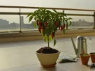 Como Cultivar Bird's Eye