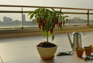 Como Cultivar Bird's Eye
