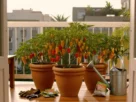 Como Cultivar HABANERO