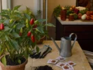 Como Cultivar Malagueta