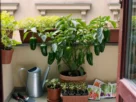 Como Cultivar Poblano em Casa Guia Prático para Iniciantes em 2026.