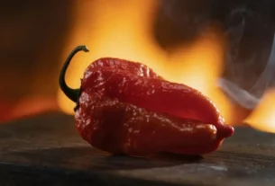 Guia Completo da Trinidad Moruga Scorpion Origem, Escala de Picância, Cultivo, Benefícios e Usos na Cozinha em 2026.